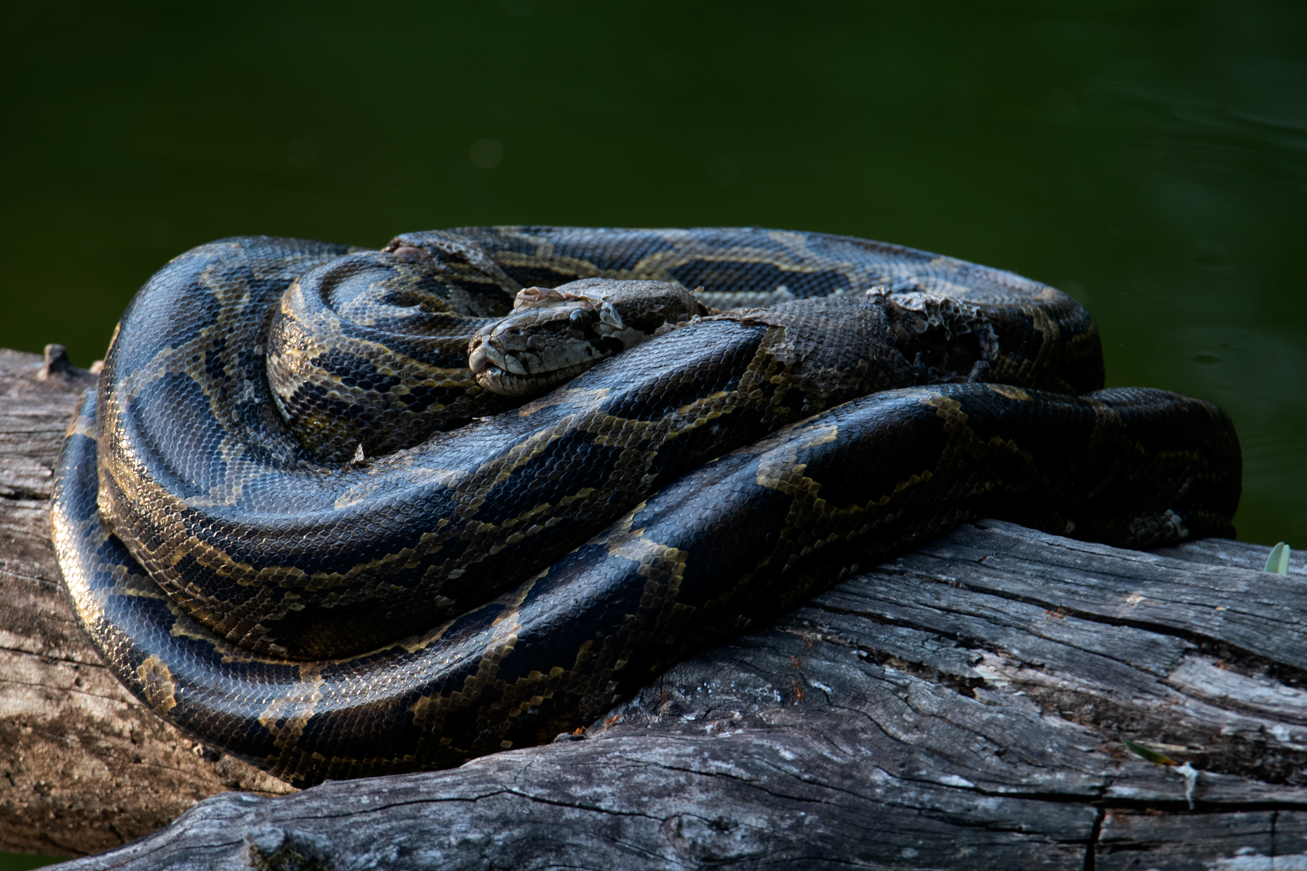 OECM based Ecotourism – Pseudo Ecotourism